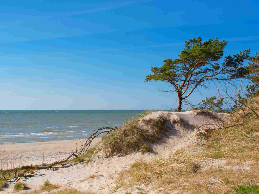 calm-sunny-sea-view-with-sand-dunes-pine-trees (1).jpg